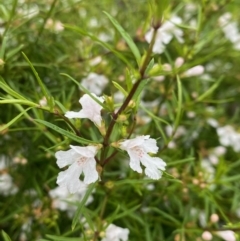 Westringia eremicola at Hughes, ACT - 6 Oct 2020 12:15 PM