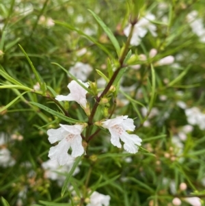 Westringia eremicola at Hughes, ACT - 6 Oct 2020