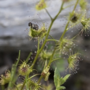 Drosera sp. at Hawker, ACT - 24 Sep 2020