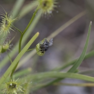 Drosera sp. at Hawker, ACT - 24 Sep 2020