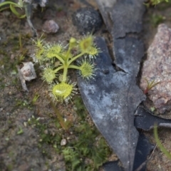 Drosera sp. at Hawker, ACT - 24 Sep 2020