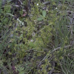 Drosera sp. at Hawker, ACT - 24 Sep 2020