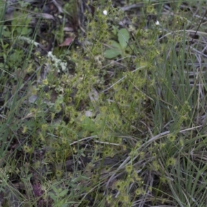 Drosera sp. at Hawker, ACT - 24 Sep 2020