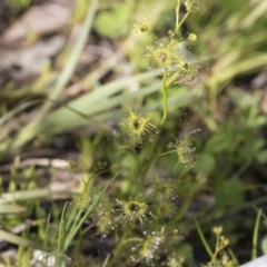 Drosera sp. at Hawker, ACT - 24 Sep 2020