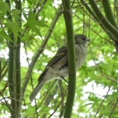 Pachycephala pectoralis (Golden Whistler) at Gungahlin, ACT - 6 Oct 2020 by TrishGungahlin