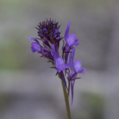 Linaria pelisseriana (Pelisser's Toadflax) at The Pinnacle - 24 Sep 2020 by AlisonMilton