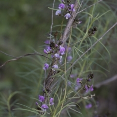 Glycine clandestina (Twining Glycine) at Hawker, ACT - 24 Sep 2020 by AlisonMilton