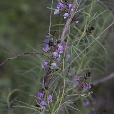 Glycine clandestina (Twining Glycine) at Hawker, ACT - 24 Sep 2020 by AlisonMilton