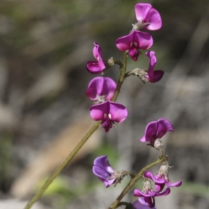 Swainsona sericea at Holt, ACT - 24 Sep 2020