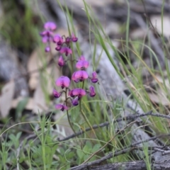 Swainsona sericea at Holt, ACT - 24 Sep 2020