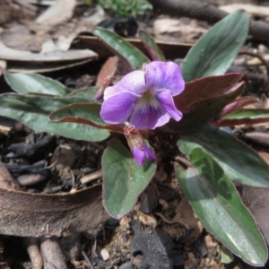 Viola betonicifolia at Booth, ACT - 5 Oct 2020 11:40 AM