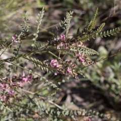 Indigofera adesmiifolia (Tick Indigo) at Hawker, ACT - 23 Sep 2020 by AlisonMilton