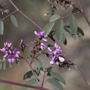 Indigofera australis subsp. australis at Hawker, ACT - 24 Sep 2020 11:50 AM