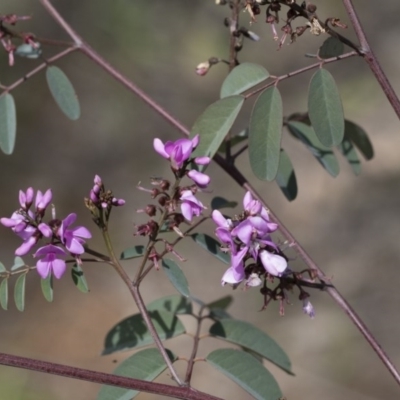 Indigofera australis subsp. australis (Australian Indigo) at Hawker, ACT - 24 Sep 2020 by AlisonMilton