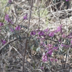 Indigofera australis subsp. australis at Hawker, ACT - 24 Sep 2020