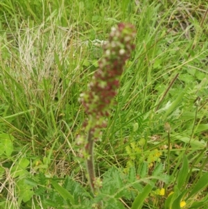 Acaena echinata at Flynn, ACT - 6 Oct 2020