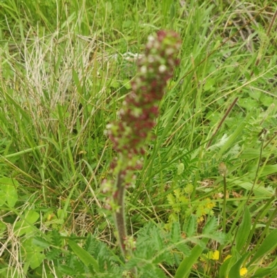 Acaena echinata (Sheeps Burr) at Flynn, ACT - 6 Oct 2020 by Coggo