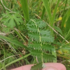 Acaena echinata at Flynn, ACT - 6 Oct 2020