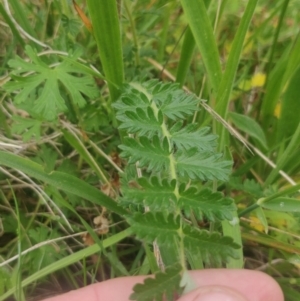 Acaena echinata at Flynn, ACT - 6 Oct 2020