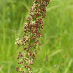 Acaena echinata at Flynn, ACT - 6 Oct 2020