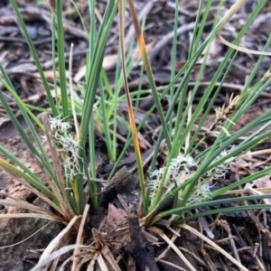 Carex breviculmis at Griffith, ACT - 6 Oct 2020 04:58 PM