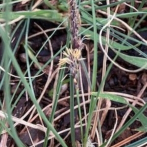 Carex breviculmis at Griffith, ACT - 6 Oct 2020 04:58 PM