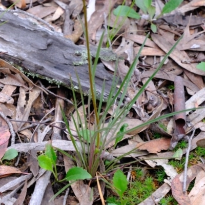 Stylidium graminifolium (grass triggerplant) at Crace, ACT - 6 Oct 2020 by Kurt