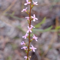 Stylidium graminifolium at Crace, ACT - 6 Oct 2020