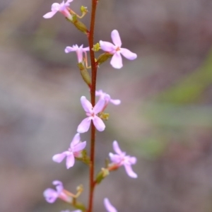 Stylidium graminifolium at Crace, ACT - 6 Oct 2020