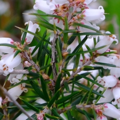 Lissanthe strigosa subsp. subulata (Peach Heath) at Kaleen, ACT - 6 Oct 2020 by Kurt