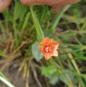 Lysimachia arvensis at Wheeo, NSW - 5 Oct 2020