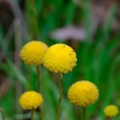 Craspedia variabilis (Common Billy Buttons) at Crace, ACT - 6 Oct 2020 by Kurt