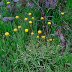 Craspedia variabilis at Crace, ACT - 6 Oct 2020