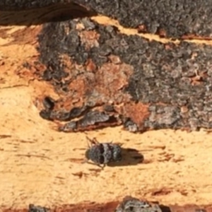 Platybrachys decemmacula at Black Mountain - 5 Oct 2020