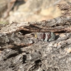 Platybrachys decemmacula at Black Mountain - 5 Oct 2020 12:30 PM