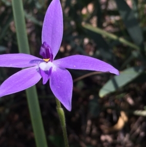 Glossodia major at Acton, ACT - suppressed