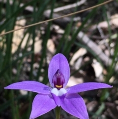 Glossodia major at Acton, ACT - suppressed