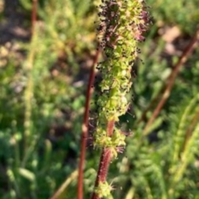 Acaena (genus) (A Sheep's Burr) at Griffith, ACT - 2 Oct 2020 by AlexKirk