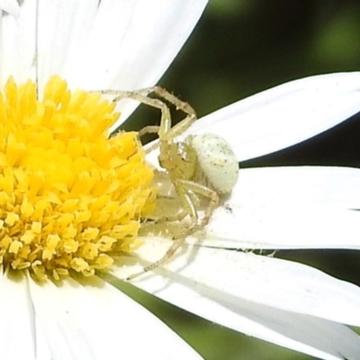 Thomisidae (family) (Unidentified Crab spider or Flower spider) at Acton, ACT - 16 Nov 2018 by RodDeb