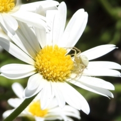 Thomisidae (family) at Acton, ACT - 16 Nov 2018