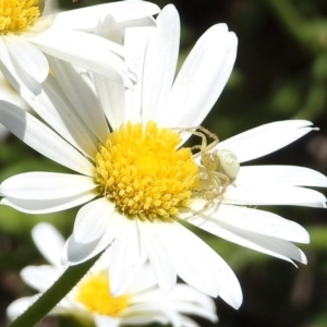 Thomisidae (family) at Acton, ACT - 16 Nov 2018