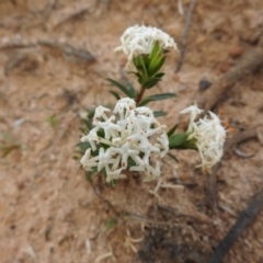 Pimelea linifolia subsp. linifolia (Queen of the Bush, Slender Rice-flower) at Green Cape, NSW - 4 Oct 2020 by Liam.m