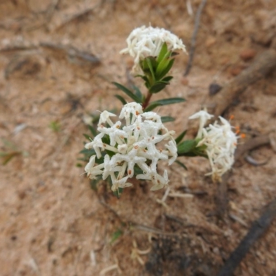Pimelea linifolia subsp. linifolia (Queen of the Bush, Slender Rice-flower) at Green Cape, NSW - 4 Oct 2020 by Liam.m