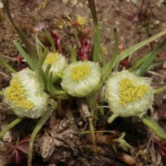 Myriocephalus rhizocephalus (Woolly-heads) at Throsby, ACT - 4 Oct 2020 by RWPurdie