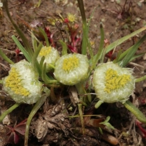 Myriocephalus rhizocephalus at suppressed - 5 Oct 2020