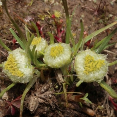 Myriocephalus rhizocephalus (Woolly-heads) at Throsby, ACT - 4 Oct 2020 by RWPurdie