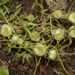 Myriocephalus rhizocephalus at suppressed - 5 Oct 2020