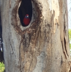 Platycercus elegans (Crimson Rosella) at Campbell, ACT - 23 Sep 2020 by ElaineStaples