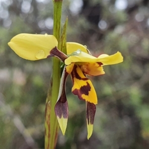 Diuris sulphurea at Downer, ACT - 6 Oct 2020