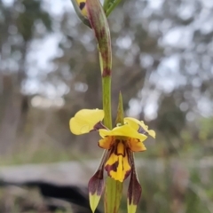 Diuris sulphurea at Downer, ACT - 6 Oct 2020